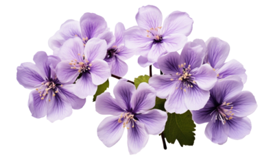 A Bunch of Purple Flowers. A vibrant cluster of purple flowers arranged. on a White or Clear Surface PNG Transparent Background.