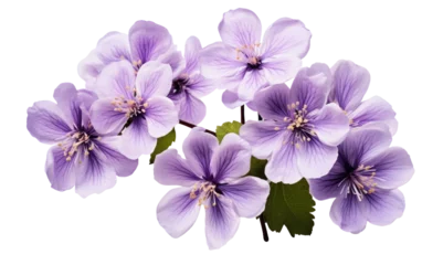  A Bunch of Purple Flowers. A vibrant cluster of purple flowers arranged. on a White or Clear Surface PNG Transparent Background. © Usama