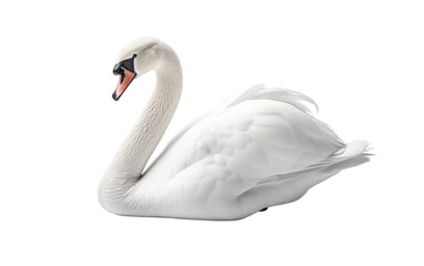 Fototapeta premium A graceful white swan gracefully swims through the calm waters. on a White or Clear Surface PNG Transparent Background.