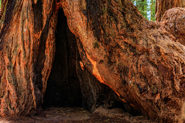 Close up of a hollow tree trunk of a giant sequoia in the Redwoods Forest in Northern California