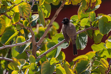 gray bird on a branch