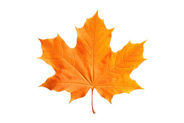 Orange Maple Leaf. A close up photo of a vibrant orange maple leaf. on a White or Clear Surface PNG Transparent Background.