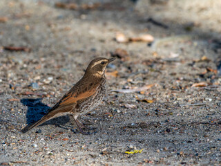 地面を歩くツグミ