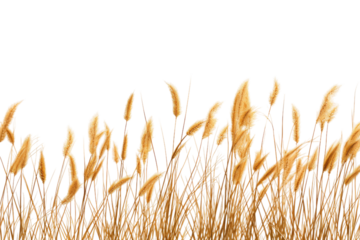 A photo capturing the sight of tall grass swaying in the wind. on a White or Clear Surface PNG Transparent Background.