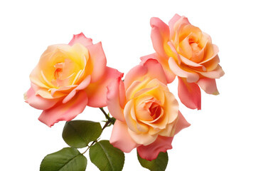 Three pink roses with vibrant green leaves arranged. on a White or Clear Surface PNG Transparent Background.