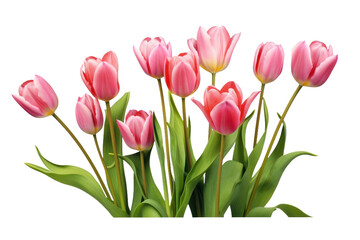 A vibrant arrangement of pink tulips fills a glass vase, creating a burst of color and freshness. on a White or Clear Surface PNG Transparent Background.