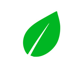 Leaf illustration vector