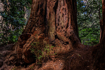Close up of a tree trunk of a giant sequoia in the Redwoods Forest in Northern California