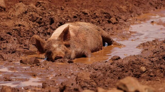 Pig Enjoying a Mud Bath