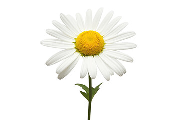 A close up photograph of a single white daisy with a vibrant yellow center standing . on a White or Clear Surface PNG Transparent Background.