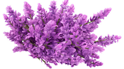 a large bush of purple lavender flowers, isolated on transparent background, png file