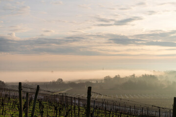 vineyard, staple, fog