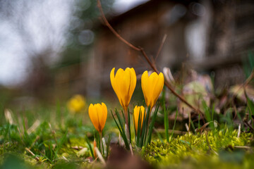 yellow crocus flowers