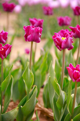 Spring blooming tulip field. Flowers tulips,  Spring floral background.