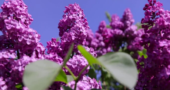 beautiful blooming lilac in spring, lilac flowers in sunny spring weather