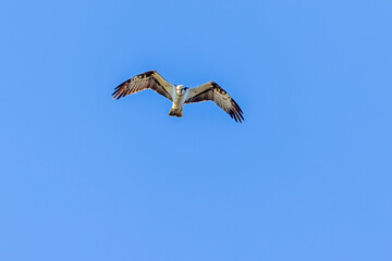 Osprey with spread wings on a blue sky