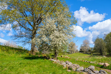 Springtime in the country with a blooming apple tree