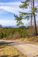Dirt road in a forest with a view towards the horizon