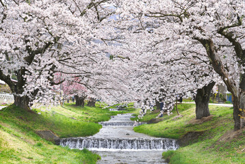 Cherry blossom tunnel appearing over the Kannonji River in Kawageta City, Fukushima Prefecture, Japan. in the spring