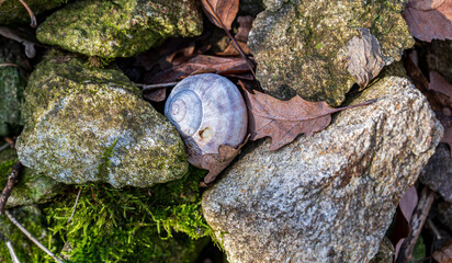 Gray snail shell with leaves among the rocks.