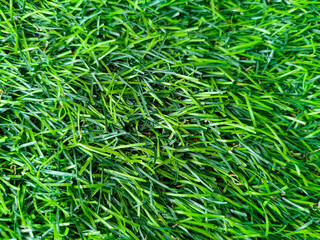 artificial grass background picture