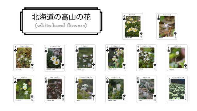 北海道の花のトランプ（クラブ編）
