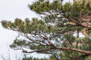 A pine tree with pine cones found in the mountains. Pinus densiflora