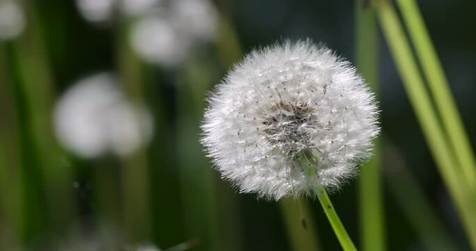 white flowers of dandelion balls in a spring field, beautiful dandelion flowers close-up