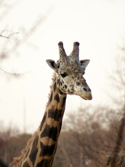 Giraffe in The Zoo