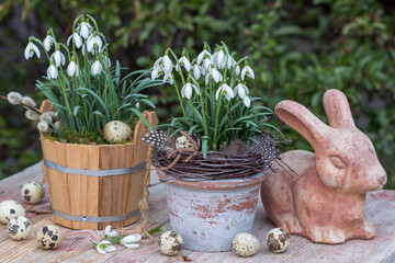 Oster-Arrangement mit Schneeglöckchen in Töpfen und Osterhasen