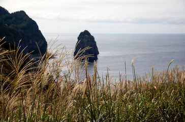 Seaside view with the swaying reeds on the island