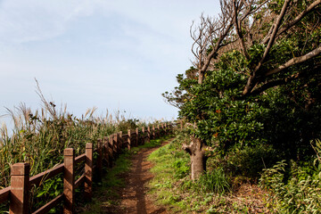 The view of the footpath on the island