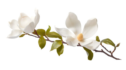 one magnolia flower, png file of isolated cutout object on transparent background