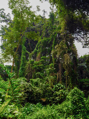 Der Botanische Garten in Entebbe, Ugande. Hier wurden die ersten Tarzan Filme mit Johnny Weismüller gedreht.