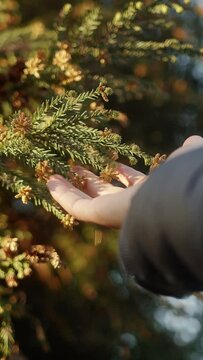 Vertical video. Young Man Touching Pine Tree Leaves with Close-up Hand in the Outdoors	