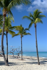 Tropical paradise beach with white sand and coco palms,  travel tourism. Caribbean beach.