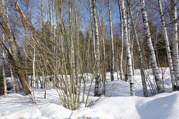 Birch