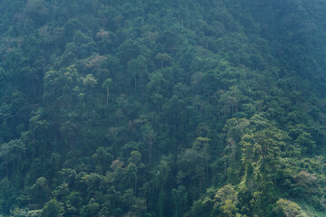 Tree wall 1