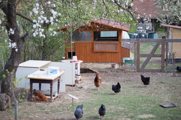 Hens on traditional rural barnyard, in permaculture garden © Zuzana Tillerova