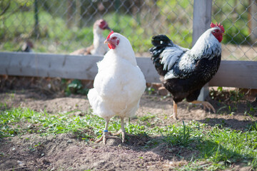 Hen and cock of Plymouth Rock chicken on traditional rural barnyard