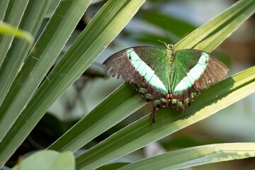 farfalla verde nera bianca
