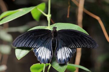 farfalla nera