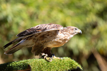 falchetto in decollo