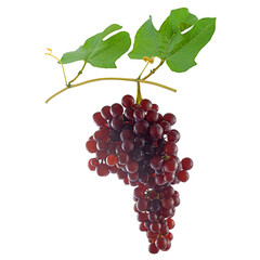 fresh red champagne grapes on white background, isolated