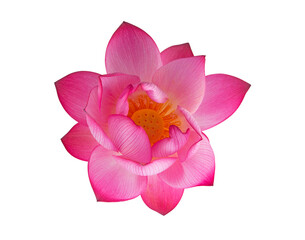 top view pink royal lotus flower on a white,isolated