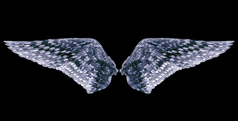bird wings on a black,isolated