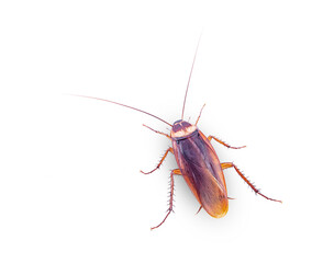 cockroach isolated on white background(top view)