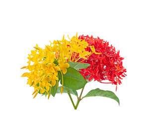fresh yellow and red spike flower,ixora flower on white background,isolated