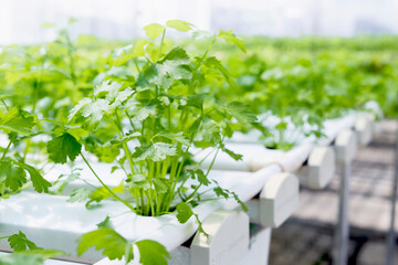 Young Chinese celery plant with Hydroponic system, organic farming, agriculture industry