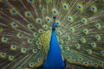 Fototapeta premium Claiming peacock with tail extended, Beautiful Peacock showing off his tail, Czech republic, ZOO Olomouc